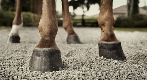 The Importance of Proper Application Techniques for Magic Hoof Packing